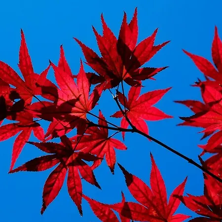 Erika فندق مالتشيزينيه