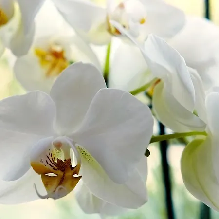 爱丽卡酒店 酒店 马尔切西内