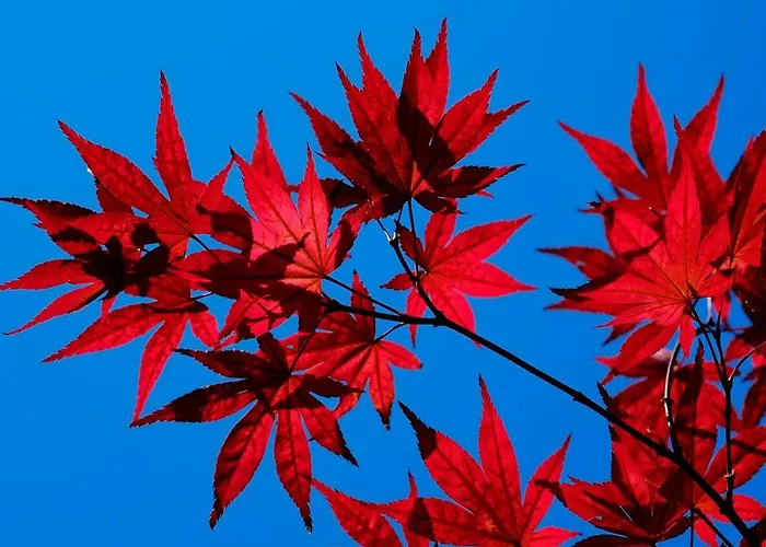 Erika Hotell Malcesine