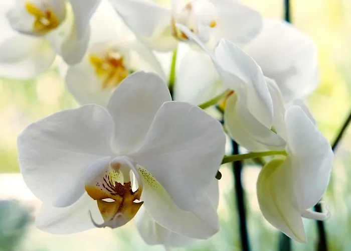 Erika Hotel Malcesine